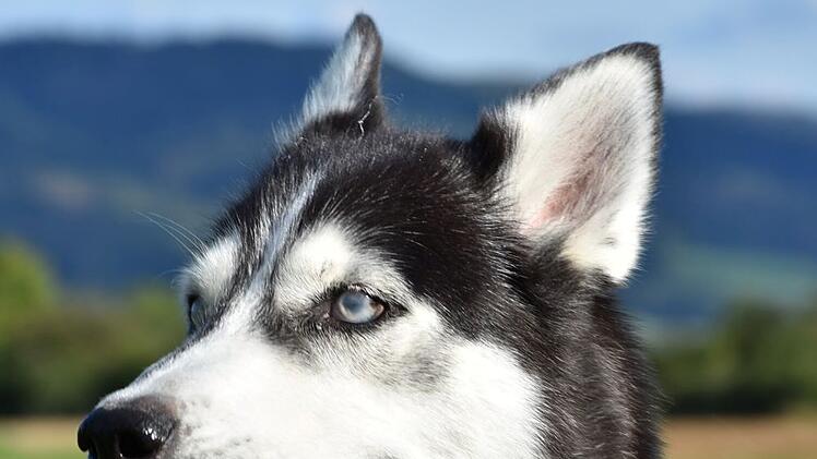 Tierheim Kronach: Trauer u "Pechvogel-Hund" Luna