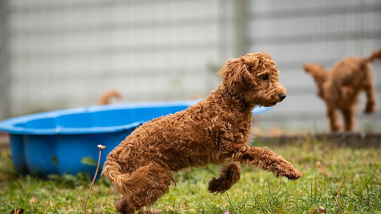 Tierheim Nürnberg mit Update zu Pudelwelpen - "endlich ist es so weit"
