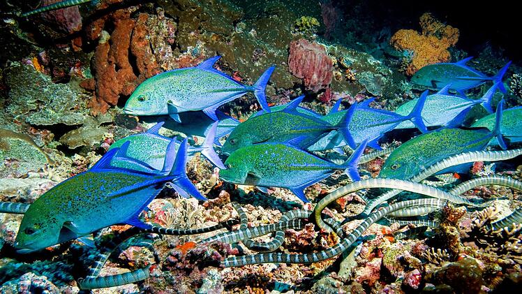 In den Riffen Indonesiens jagen Blauflossenmakrelen und Seeschlangen manchmal im Team, um kleine Fische aufzuscheuchen, die sich zwischen den Korallen verstecken.