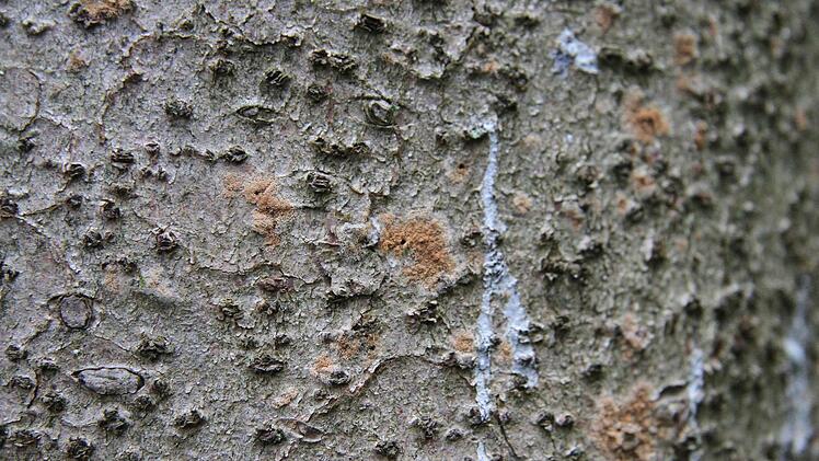 Auch hier hat der Borkenkäfer "gearbeitet". Foto: Sonja Adam