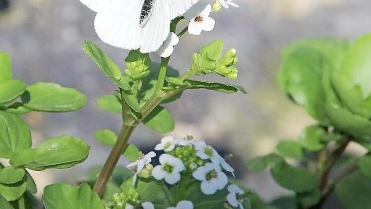 Dieser Schmetterling, ein Weißling, mag die Blüten der Brunnenkresse.