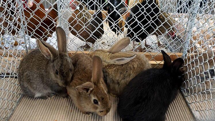 Foto: Richard Sänger