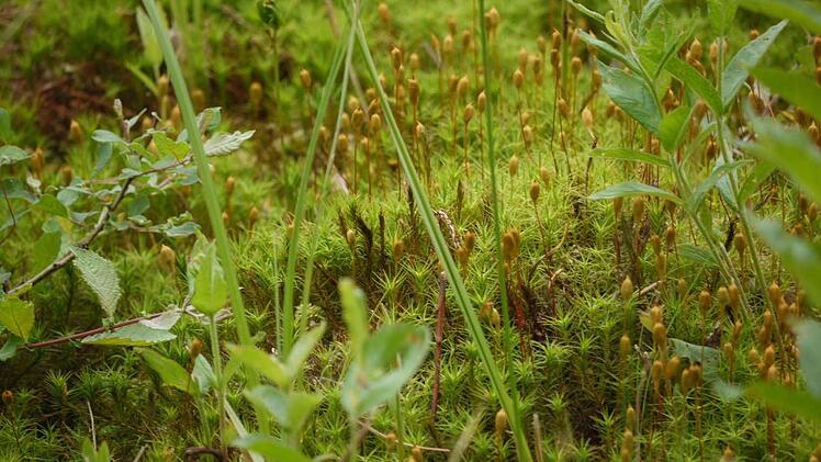 Moorbildende MooseFoto: Pauline Lindner