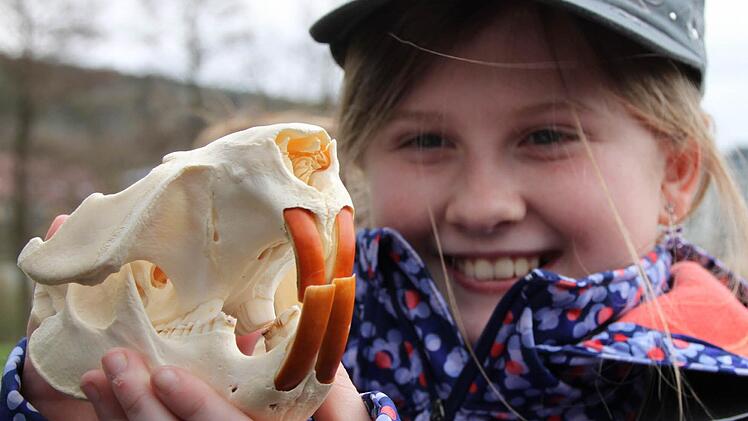 Alina aus Bad Brückenau zeigt einen echten Biber-Schädel.