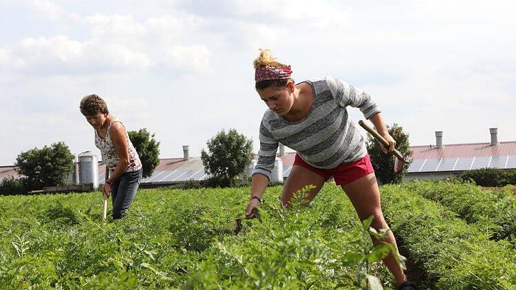 Carolin Wild hilft ihrer Mutter Martina auf dem Gelbe-Rüben-Feld vor der Entenmasthalle beim Unkrautjäten. Foto: Barbara Herbst