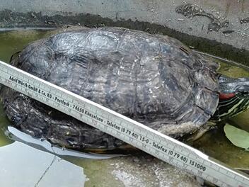 Diese Rotwangen-Schmuckschildkröte hat Manuel Frank gefunden. Sie wurde von der Leimbach angeschwemmt. Foto: Manuel Frank