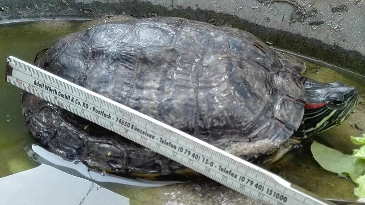 Diese Rotwangen-Schmuckschildkröte hat Manuel Frank gefunden. Sie wurde von der Leimbach angeschwemmt. Foto: Manuel Frank
