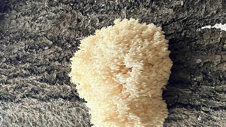 Überraschender Fund: Seltene Pilze in fränkischem Stadtwald entdeckt - "galten eigentlich als verschollen"