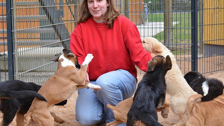 Im März 2014 wurde eine illegaler Welpentransporter bei Nürnberg gestoppt. Die noch sehr jungen Tiere wurden ins Tierheim Nürnberg gebracht. Foto: Nikolas Pelke