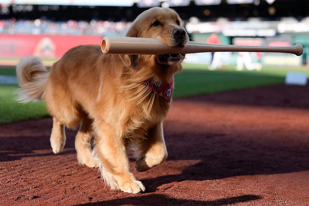 Baseball: Washington Nationals  - Philadelphia Phillies