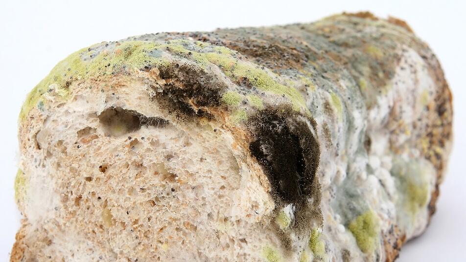 Was Passiert Wenn Man Verdorbene Champignons Gegessen Hat Schimmel gegessen: So gefährlich ist der Verzehr von Schimmelpilzen