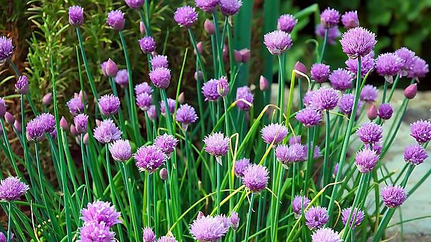 Schnittlauch sieht besonders schön aus, wenn er blüht. Kannst du ihn dann überhaupt noch verzehren oder schadet er deiner Gesundheit?