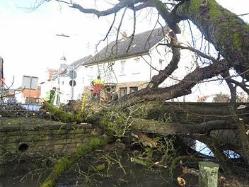 Die Kastanie wurde Opfer eines stürmischen Tages. Foto: Helmut Martin