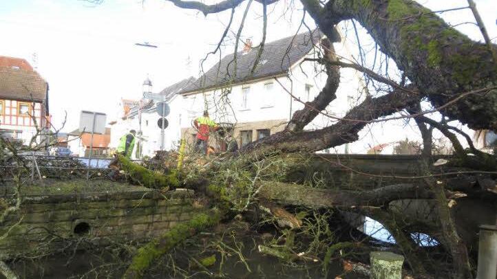 Die Kastanie wurde Opfer eines stürmischen Tages. Foto: Helmut Martin