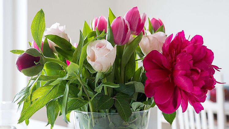 Pfingstrosen sind ein wahrer Hingucker in der Wohnung.