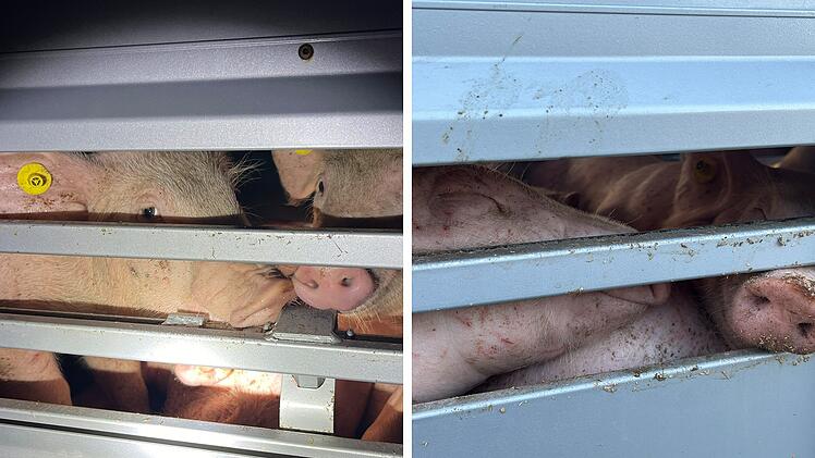 SplitImage 1725543781