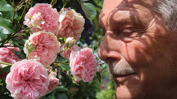 Die Rose "Morgentau" macht Lust auf den kommenden Tag — Franz Wänninger genießt ihren Duft.  Foto: Diana Fuchs