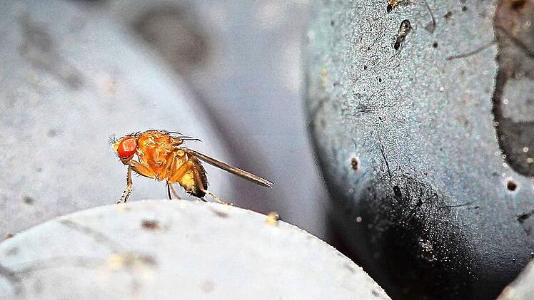 Kirschessigfliege bedroht Rotweinreben