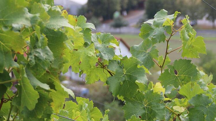 Lese bei Weinbau Keller in Ramsthal. Hilmar Ruppert