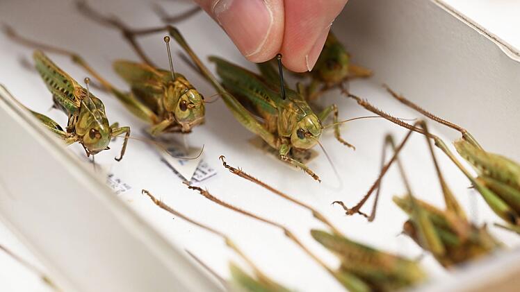 Heuschrecken im Naturkundemuseum Karlsruhe