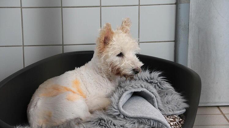 Für die OP musste sie Haare lassen, aber nun ist Wuschel schon wieder ganz munter.