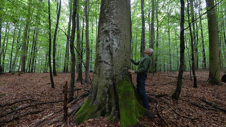 Geschützt - nicht geschützt - doch geschützt? Vor lauter Buchen ist der Steigerwald oft nicht mehr klar zu sehen. Foto: Ronald Rinklef