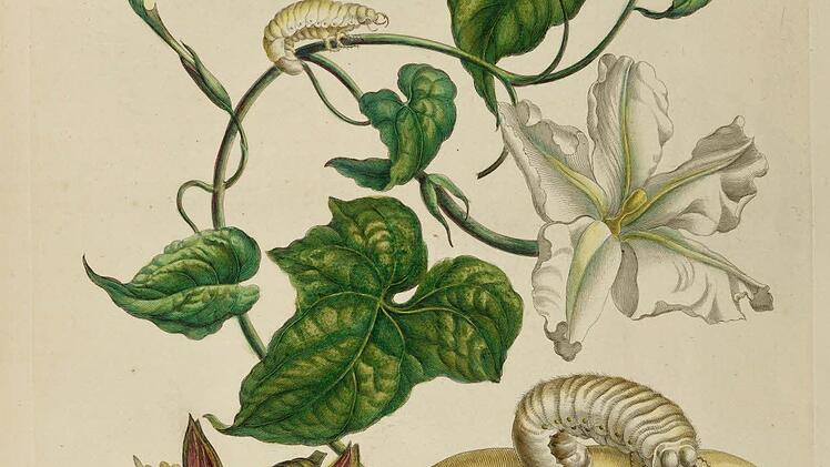 Meriankatalog Foto: Bildungscampus Nürnberg