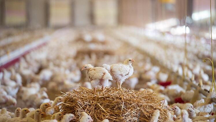 K&uuml;ken sind in einer Gefl&uuml;gelmast zu sehen. Laut Recherchen von NDR und S&uuml;ddeutscher Zeitung werden bei vielen Masttieren weiterhin  Antibiotika eingesetzt - trotz einer Gesetzes&auml;nderung im April 2014. Foto: Marc M&uuml;ller/dpa