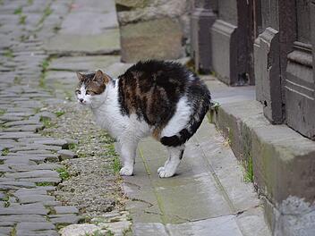 Symbolbild: Katze auf Straße