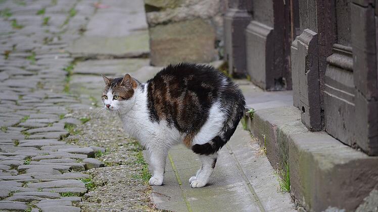 Symbolbild: Katze auf Stra&szlig;e