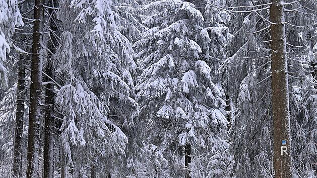 Gera: Warnung vor umst&uuml;rzenden B&auml;umen und abbrechenden &Auml;sten