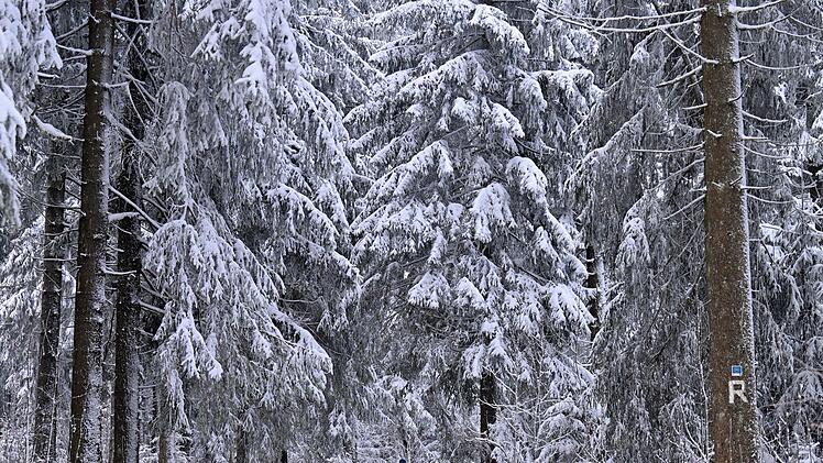 Gera: Warnung vor umst&uuml;rzenden B&auml;umen und abbrechenden &Auml;sten