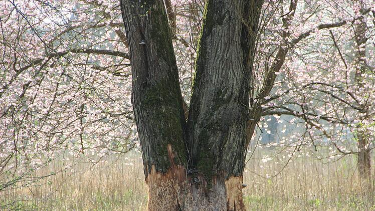 Angenagter Baum im Bad Kissinger Luitpoldpark.Heike Beudert