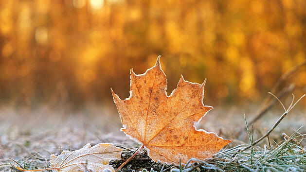 November, Herbst, Kälte, kalt, Frost, Laub
