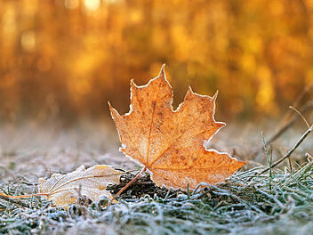 November, Herbst, Kälte, kalt, Frost, Laub
