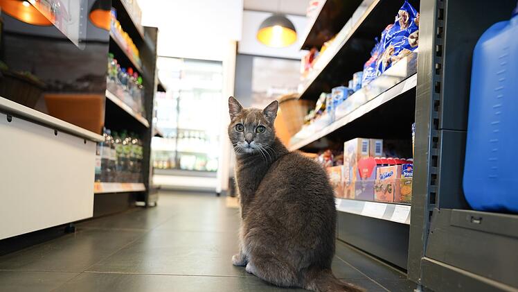 Katze "Lotti" lebt in Baumarkt