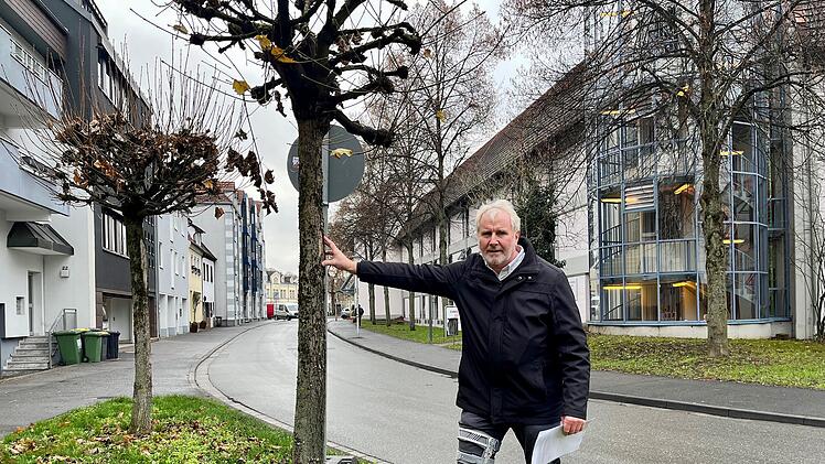 Coburg: Austausch der Bäume am Zinkenwehr geplant - Austausch der Bäume am Zinkenwehr in Coburg geplant