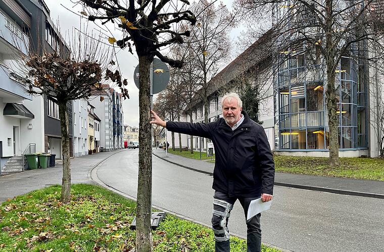 Coburg: Austausch der Bäume am Zinkenwehr geplant - Austausch der Bäume am Zinkenwehr in Coburg geplant