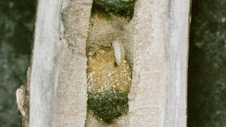 Brutzellen der Mauerbiene Osmia tridentata in einem Pflanzenstängel. Albert Krebs