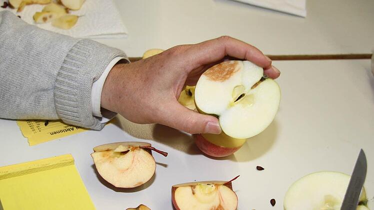 Nach dem Aufschneiden ist sich Friedhelm Haun sicher: Es muss sich um einen Grahams Jubiläumsapfel handeln, denn das ist an der Kelchröhre eindeutig zu erkennen