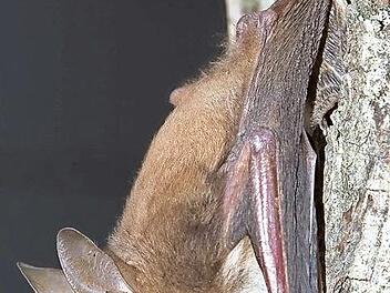 Fledermaus