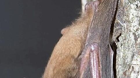 Fledermaus