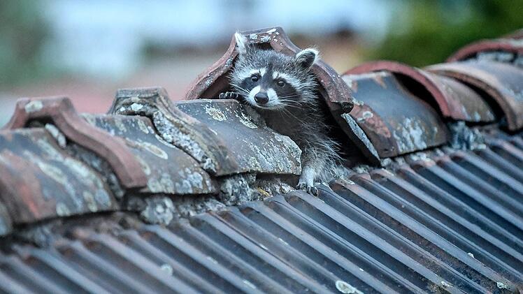 Ein Waschb&auml;r kriecht aus seinem Versteck. Symbolbild: Foto: Britta Pedersen/dpa-Zentralbild/dpa