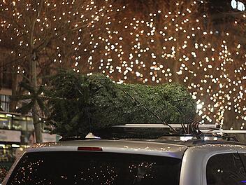 Landratsamt Bamberg gibt Tipps für den sicheren Christbaum-Transport Landratsamt Bamberg gibt Tipps für den sicheren Christbaum-Transport