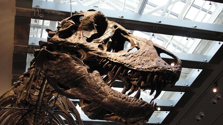 Zahnanalyse best&auml;tigt: Der T. rex war Warmbl&uuml;ter