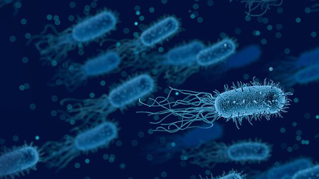 Das Bakterium "Clostridium difficile" hält sich lange  nach Ansteckung  im Darm. Symbolbild: Arek Socha/Pixabay.com