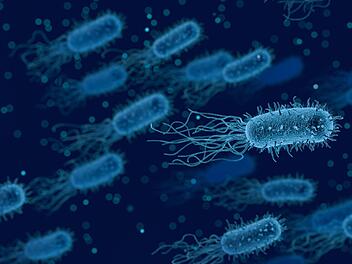 Das Bakterium "Clostridium difficile" hält sich lange  nach Ansteckung  im Darm. Symbolbild: Arek Socha/Pixabay.com