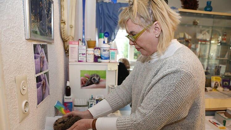 Die Trabelsdorferin Marion Hymon-Löffler ist die Igel-Expertin in der Region Bamberg und erklärt, warum das Wiegen für  diese  stachligen Tiere von lebenswichtiger Bedeutung ist. Barbara Herbst
