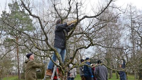 Recken und strecken mussten sich die Teilnehmer bei dem Baumschnittkurs am Zeiler Käppele.  Foto: Ulrich Dölker
