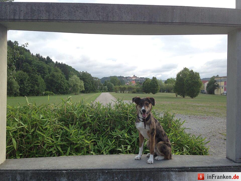 Auf den Hund gekommen: Die schönsten fränkischen Hunde unserer Nutzer